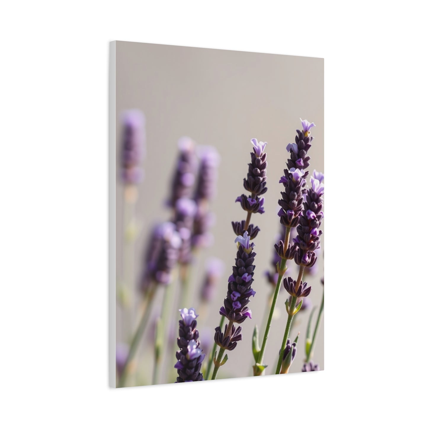 Lavender Herb Art Canvas Art 1 Wall Art & Canvas Print