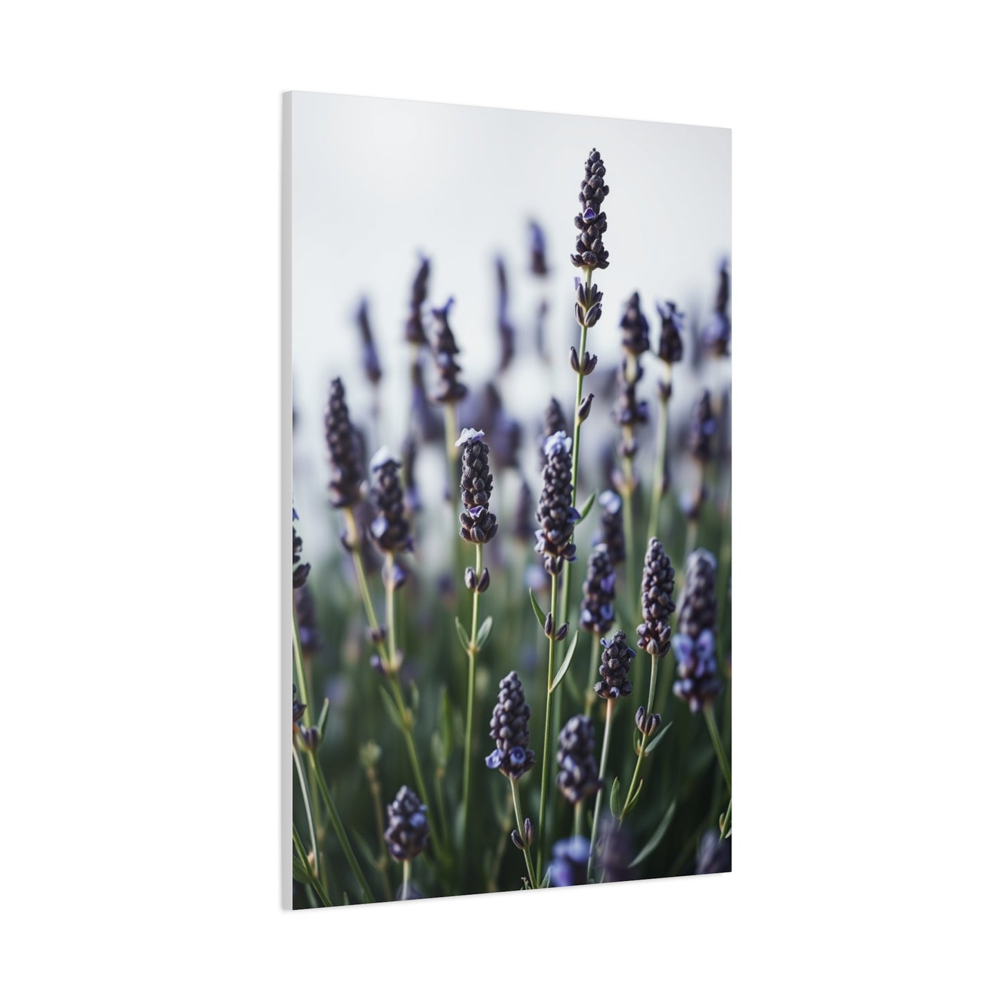 Lavender Herb Art Canvas Art 4 Wall Art & Canvas Print