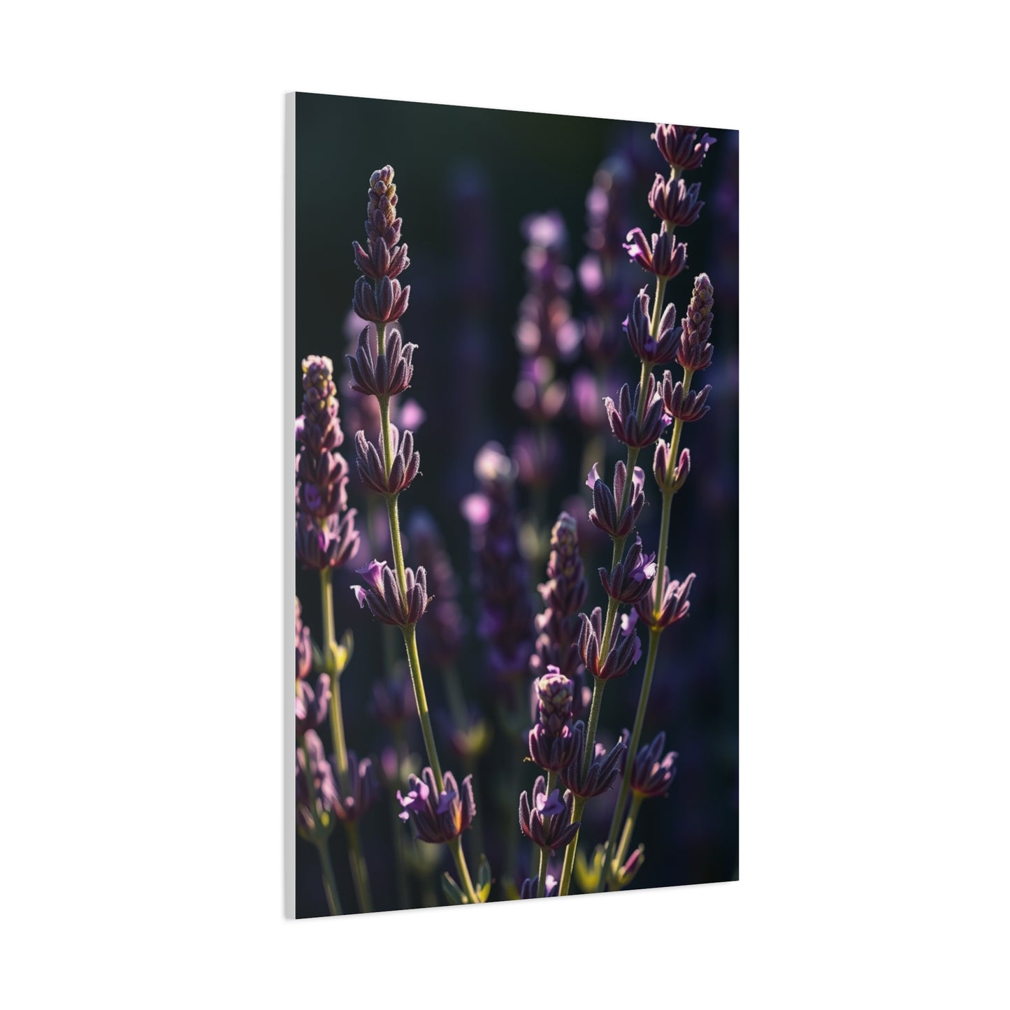 Lavender Herb Art Canvas Art 7 Wall Art & Canvas Print