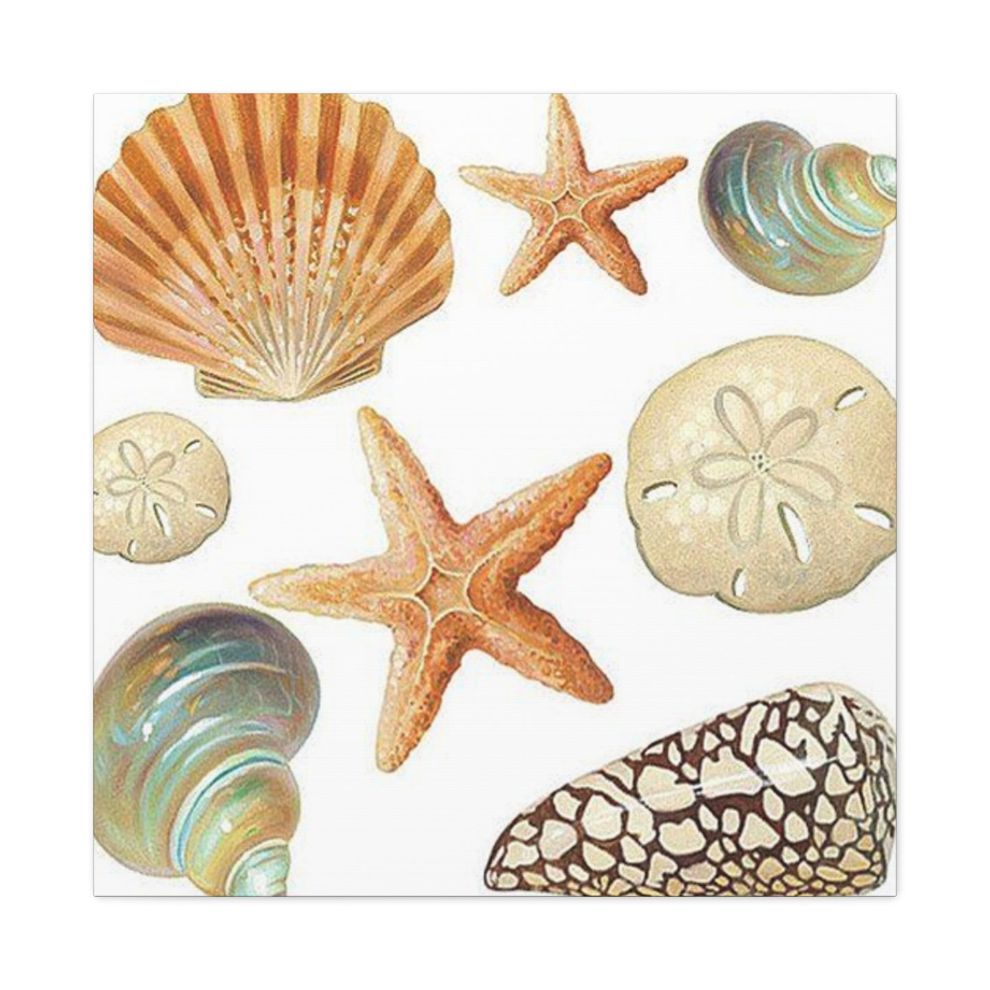 Star Sea Shells Wall Art & Canvas Prints