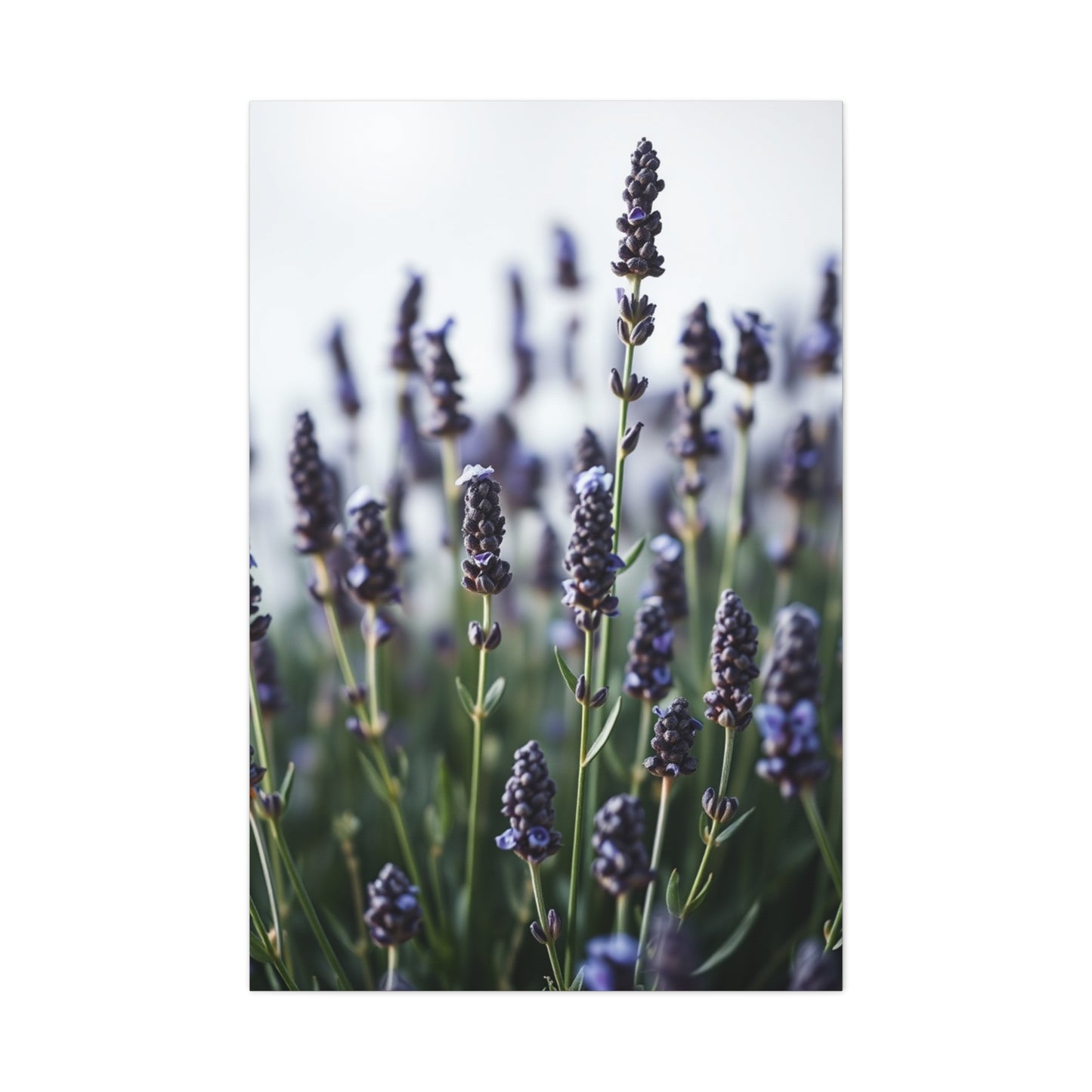 Lavender Herb Art Canvas Art 4 Wall Art & Canvas Print