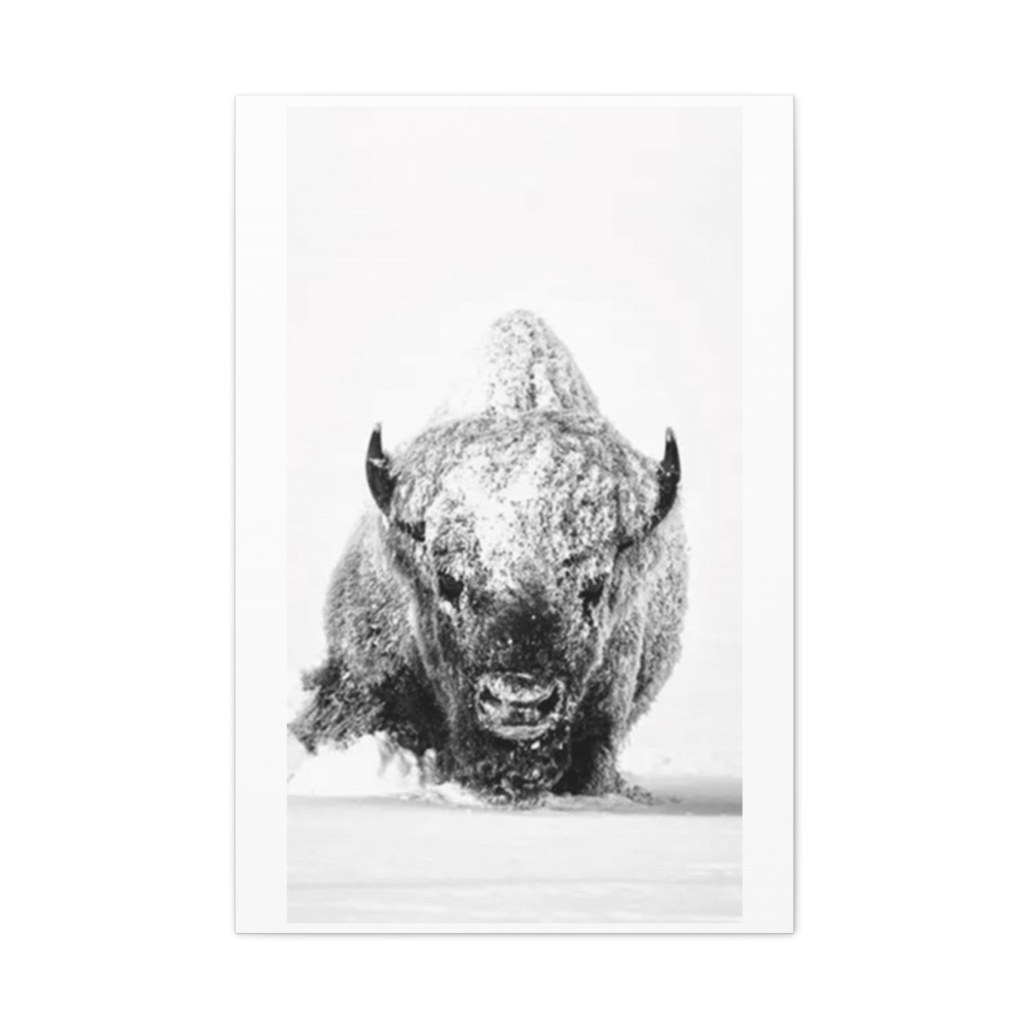 Snowy Bull Wall Art & Canvas Prints
