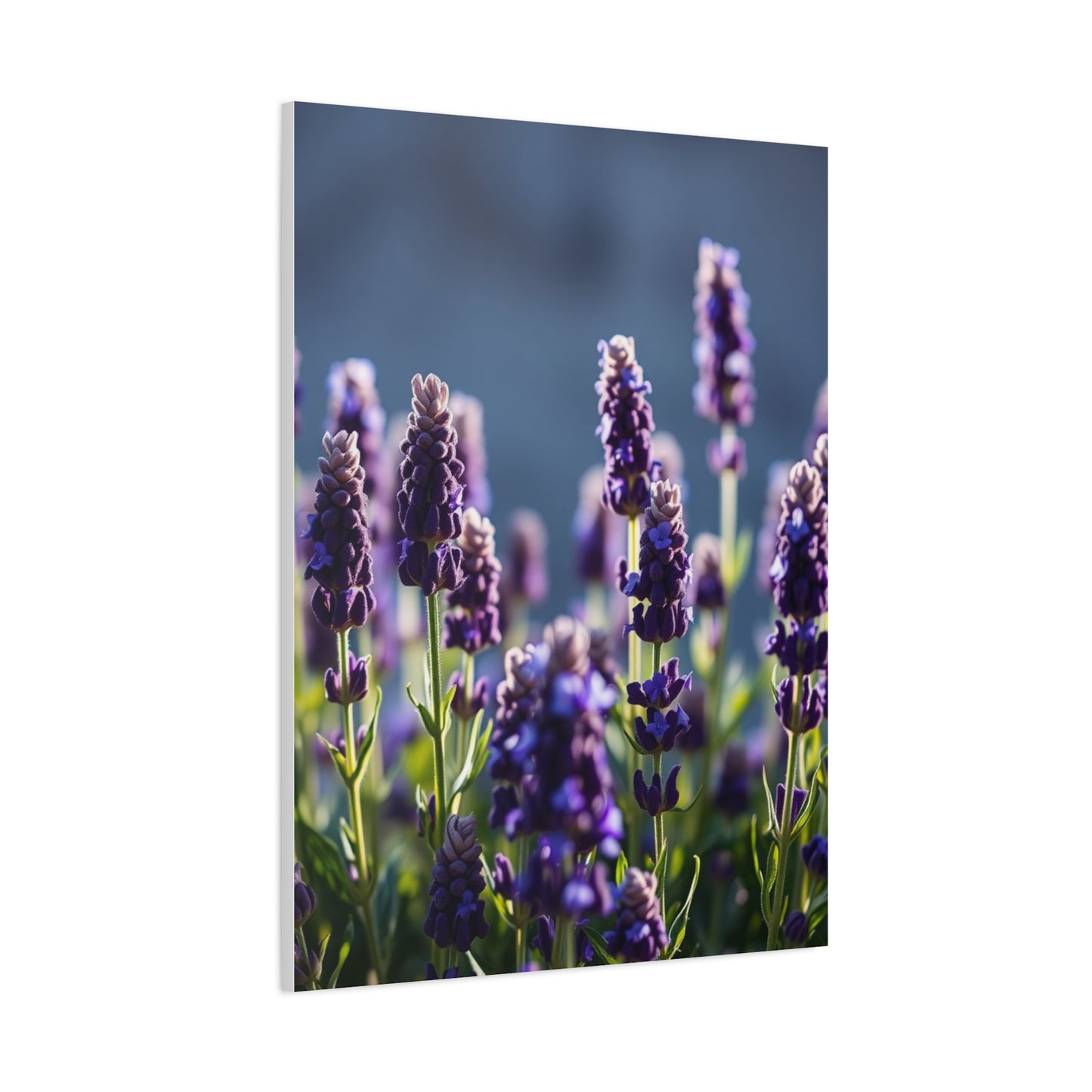 Lavender Herb Art Canvas Art 3 Wall Art & Canvas Print