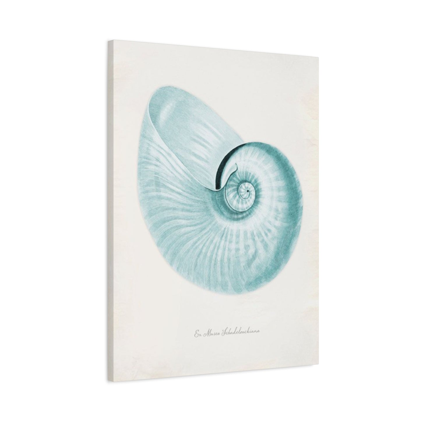 Beautiful Blue Shell Shapes Wall Art & Canvas Prints