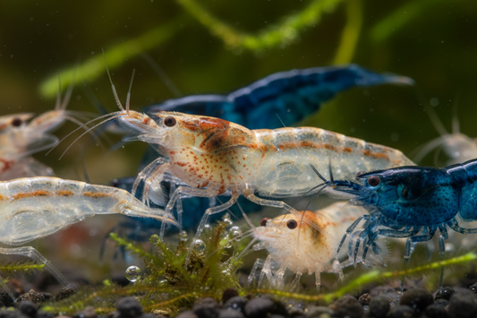 Captivating Aquatic Crustacean Photography: Advanced Macro Techniques for Ornamental Freshwater Species