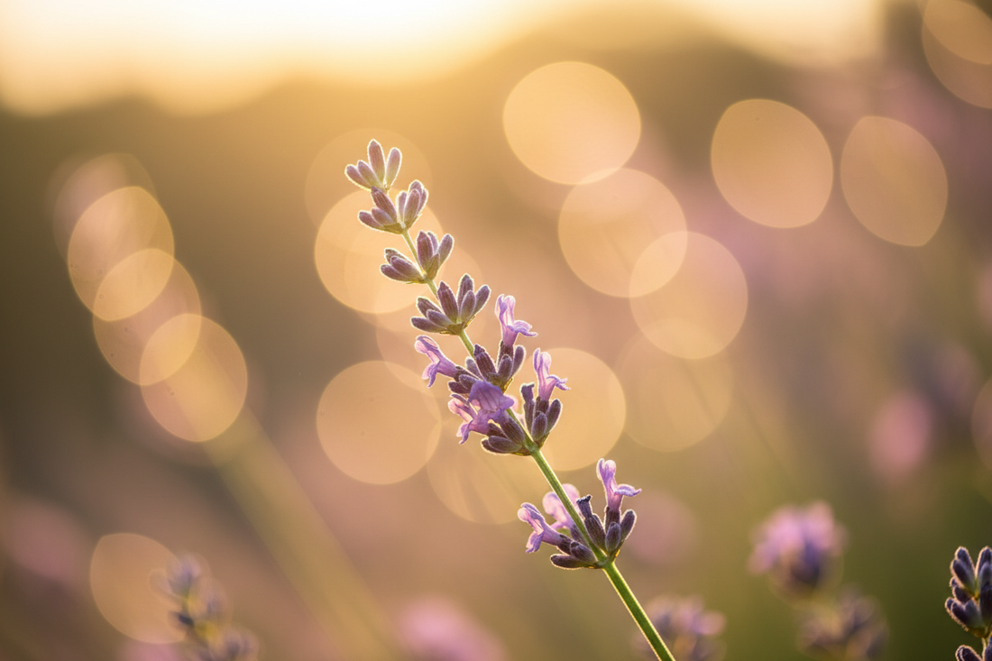 Mastering Shallow Depth of Field: A Creative Guide to Focus and Blur