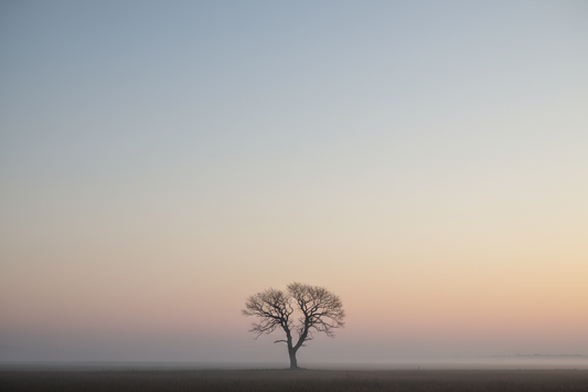Mastering the Art of Negative Space in Photography