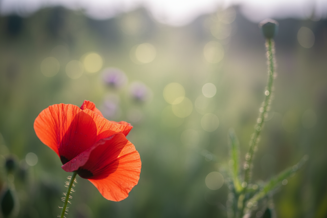 Understanding Emphasis in Photography: How to Make Your Subject Stand Out