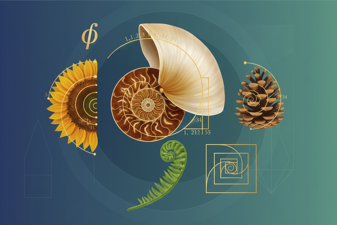 Understanding the Golden Ratio: Nature’s Perfect Balance
