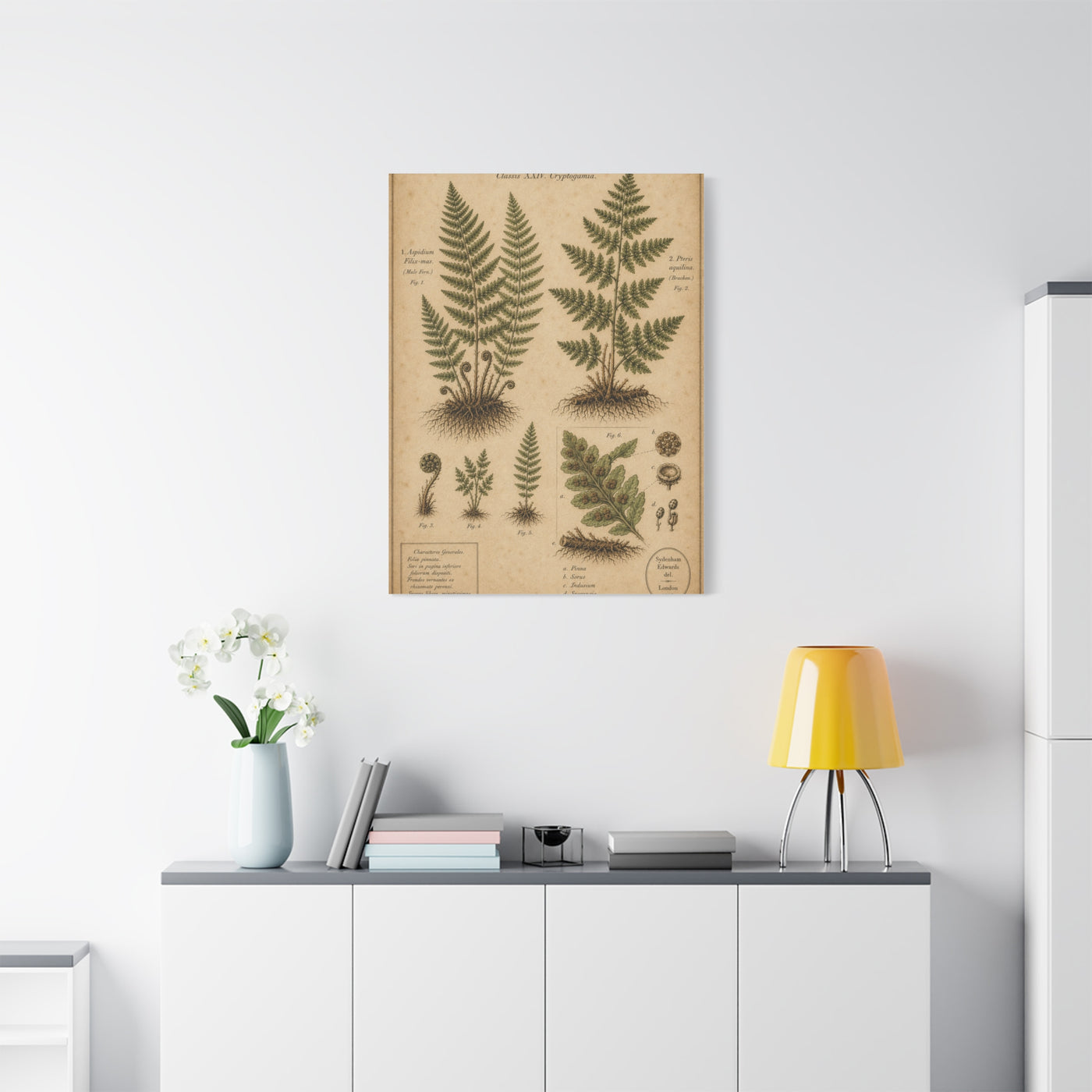 Antique Fern Herbarium Plate Wall Art & Canvas Print