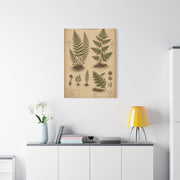 Antique Fern Herbarium Plate Wall Art & Canvas Print