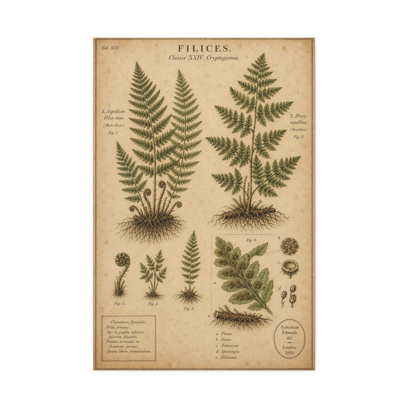 Antique Fern Herbarium Plate Wall Art & Canvas Print