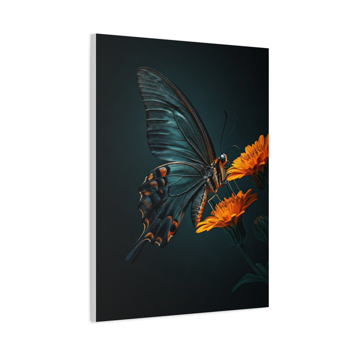 Dark Swallowtail Butterfly on Orange Blossoms Wall Art & Canvas Prints