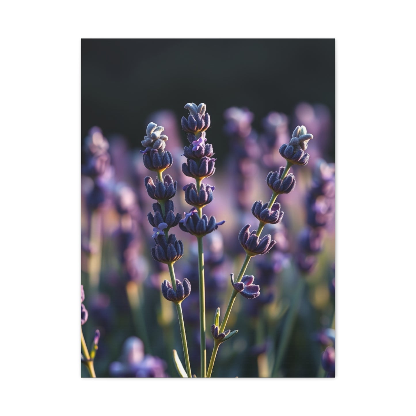 Lavender Herb Art Canvas Art 9 Wall Art & Canvas Print