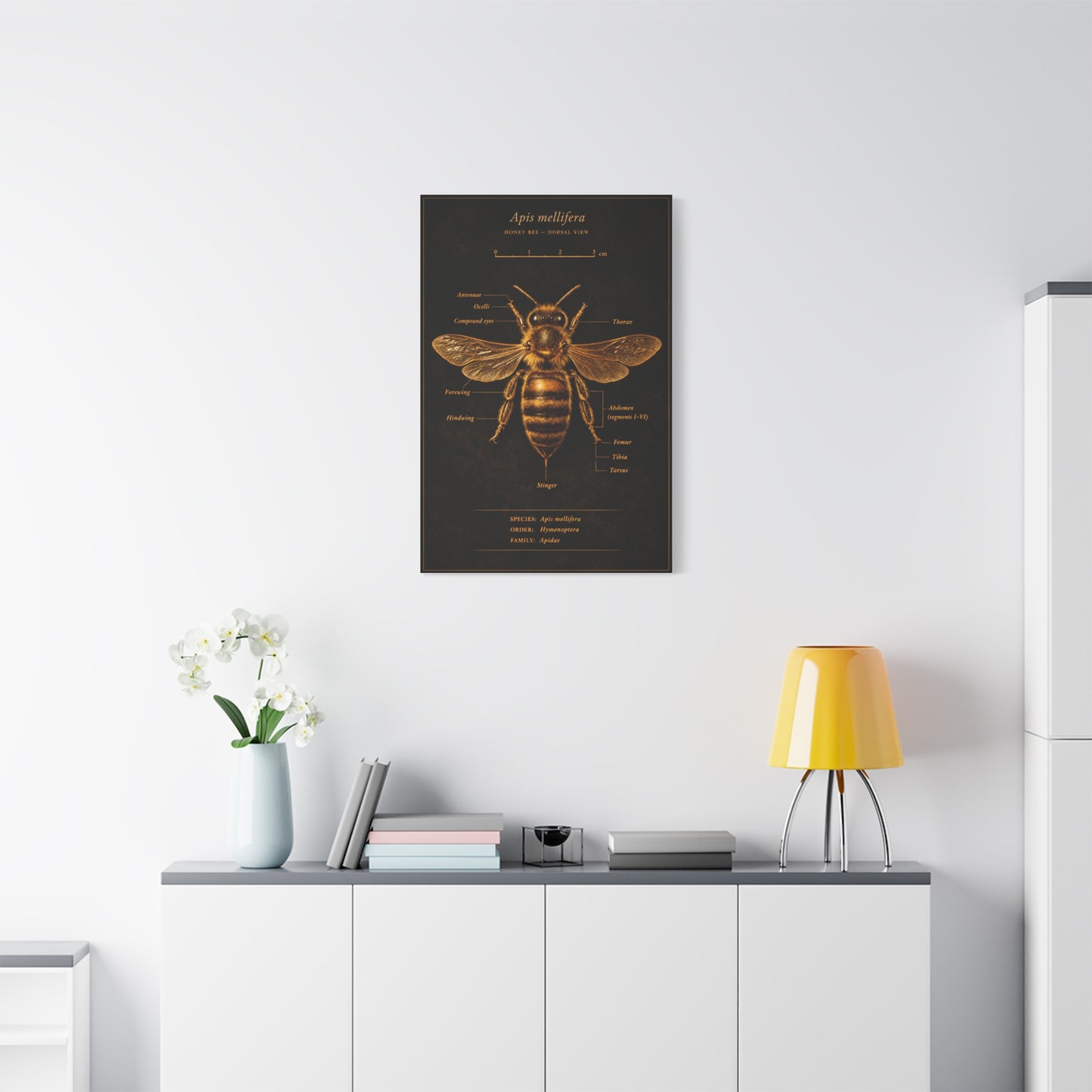 Gold Bee Entomology Study Wall Art & Canvas Print