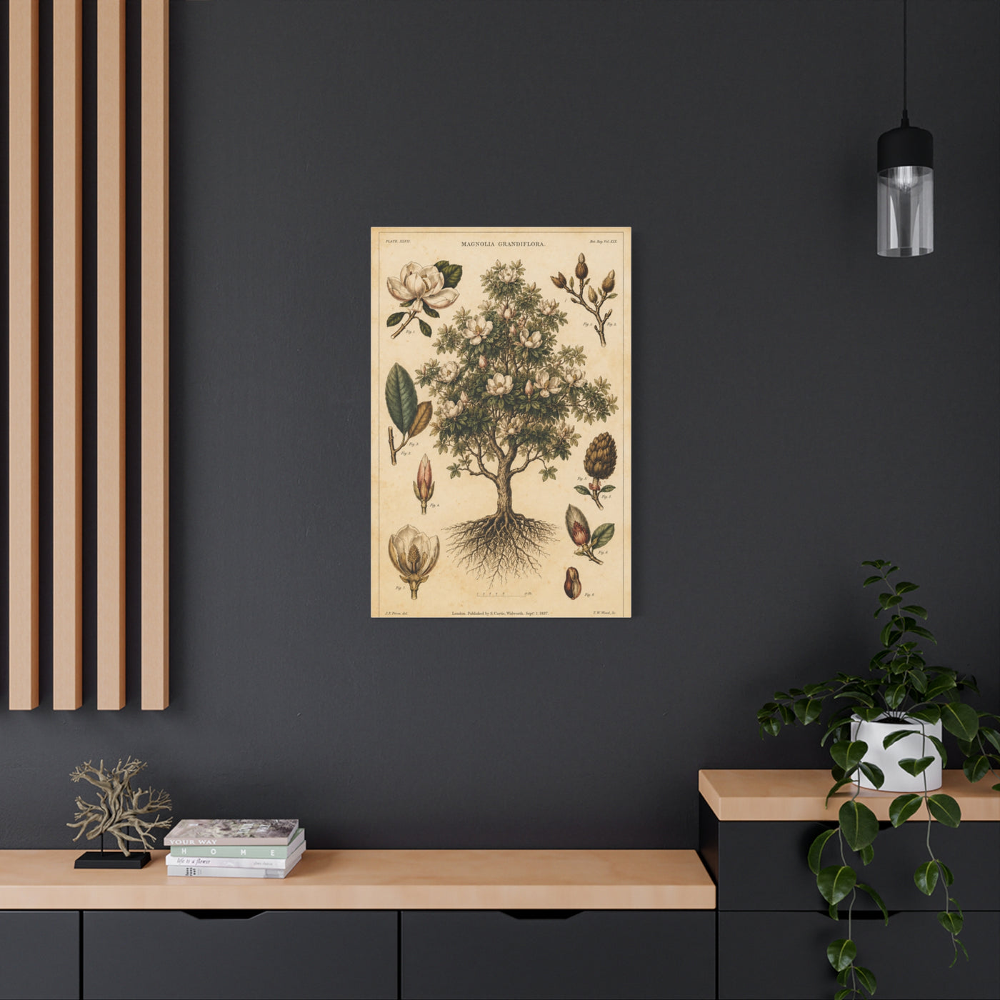 Vintage Magnolia Botanical Study Trees Wall Art & Canvas Print