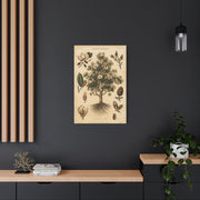 Vintage Magnolia Botanical Study Trees Wall Art & Canvas Print