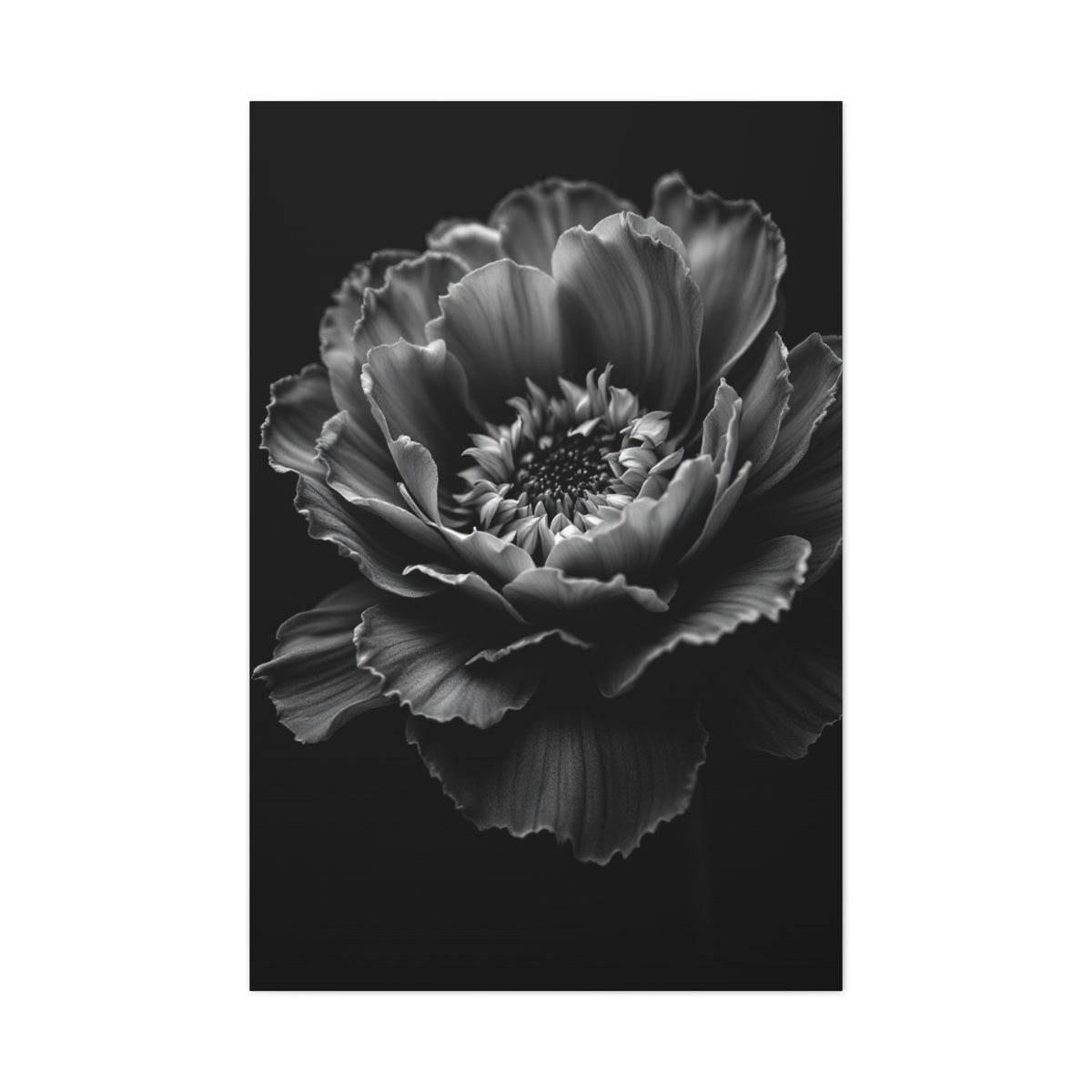 Layered Peony in Soft Shadow Wall Art & Canvas Prints