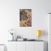 Lion in Golden Grass Calm Watch Wall Art & Canvas Print