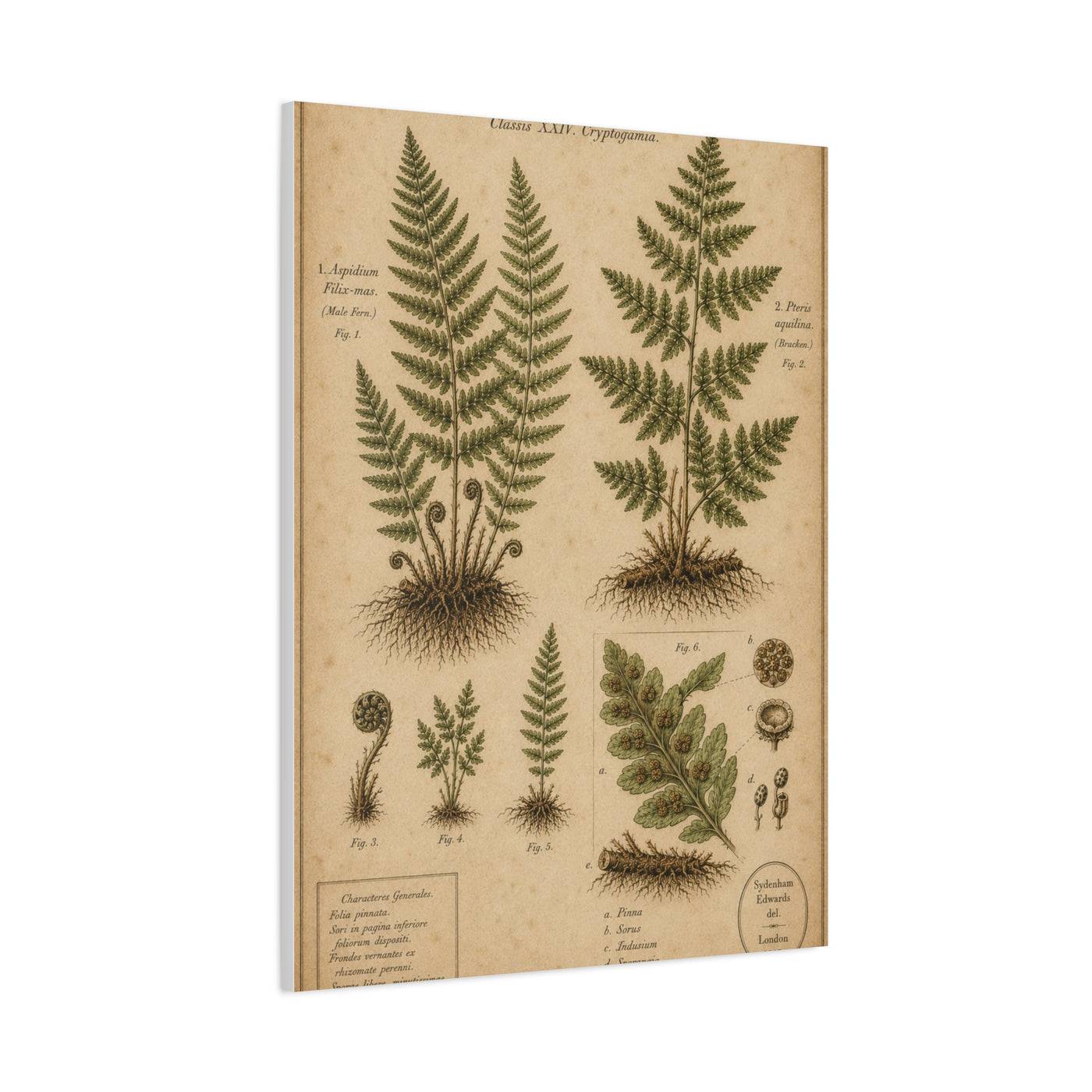 Antique Fern Herbarium Plate Wall Art & Canvas Print