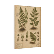 Antique Fern Herbarium Plate Wall Art & Canvas Print