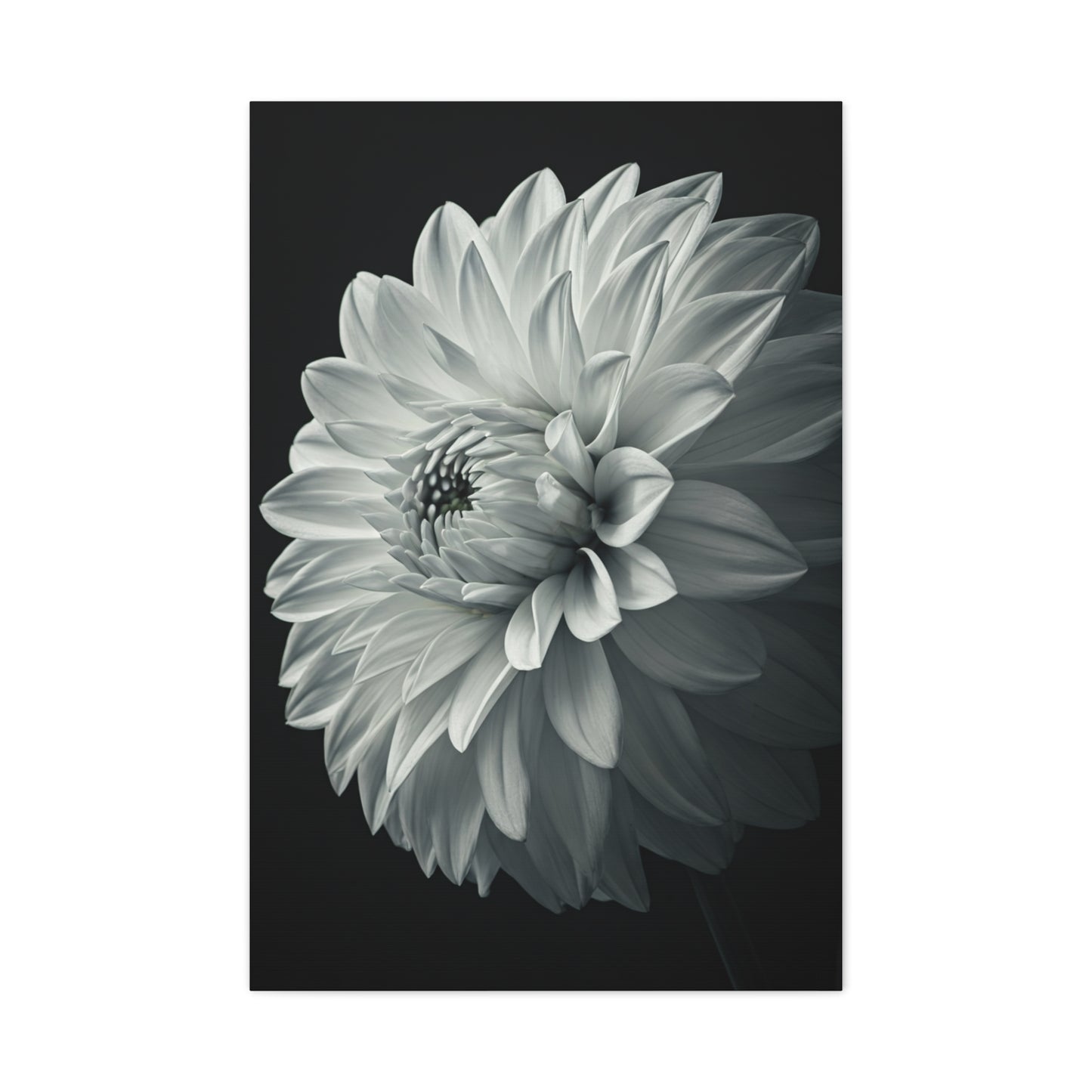 Silver Dahlia Blossom Wall Art & Canvas Prints
