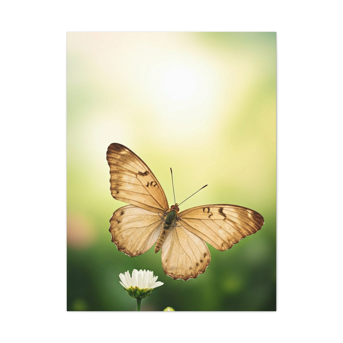 Golden Meadow Butterfly Wall Art & Canvas Prints