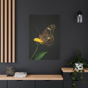 Golden Meadow Butterfly On Yellow Blossom Wall Art & Canvas Prints