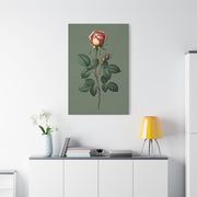 Vintage Rose Study Illustration Wall Art & Canvas Prints