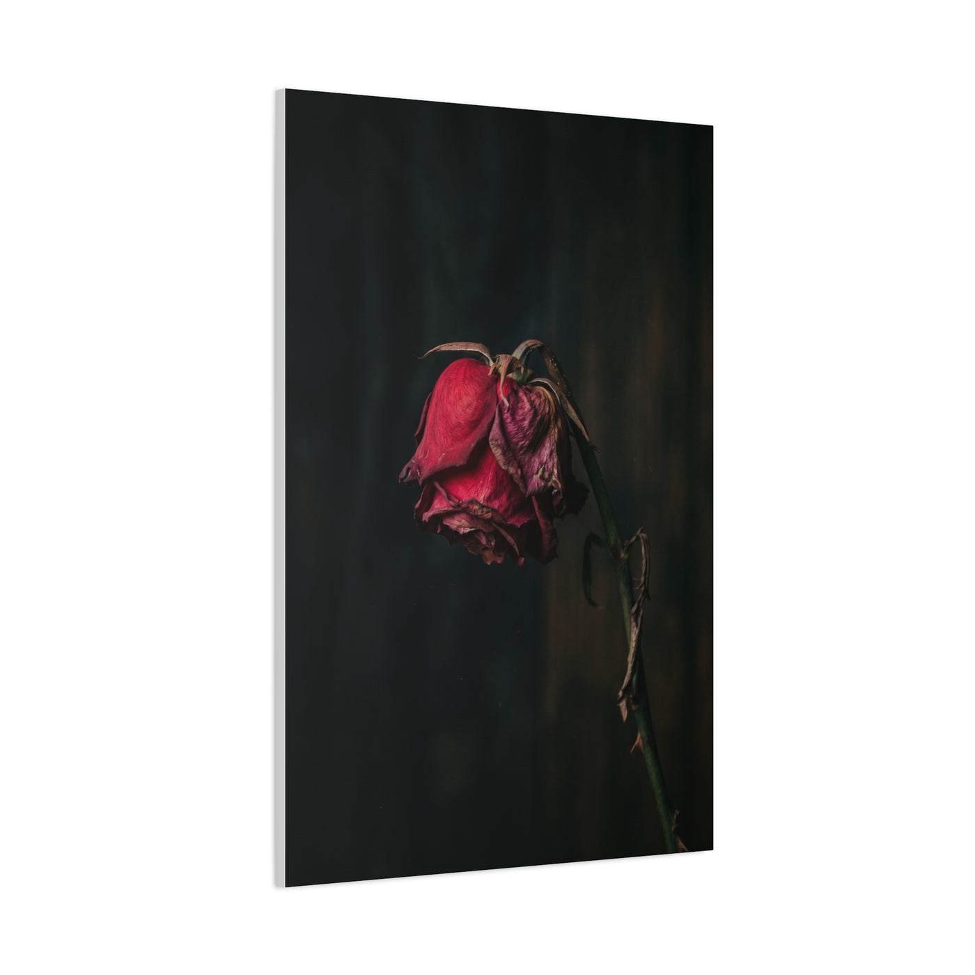 Withered Crimson Rose Still Life Wall Art & Canvas Print