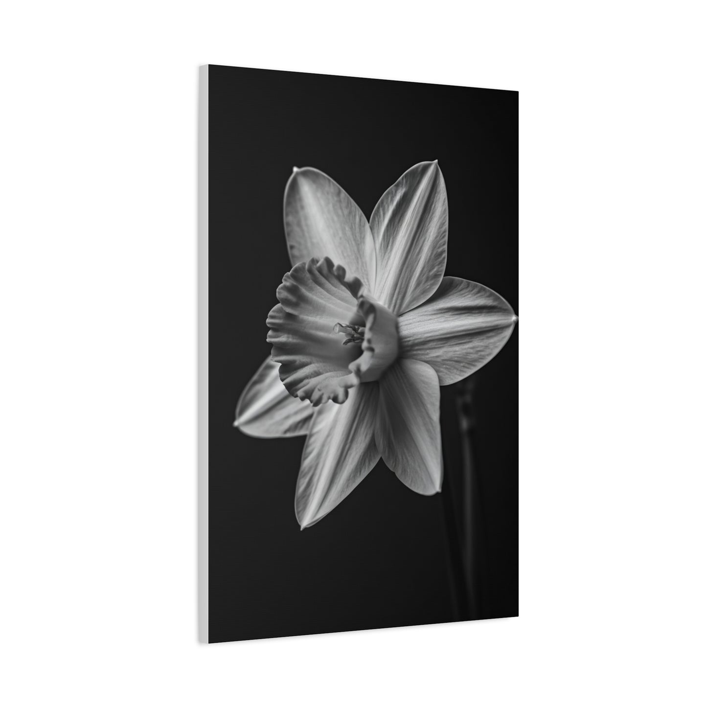 Monochrome Daffodil Grace Wall Art & Canvas Prints