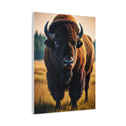Prairie Bison Walking in Warm Golden Light Wall Art & Canvas Print