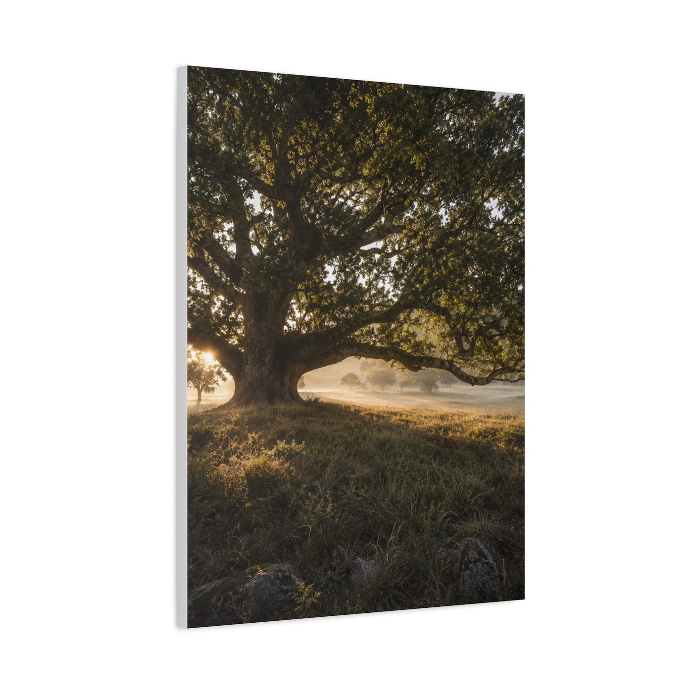 Ancient Oak Golden Dawn Landscape Trees Wall Art & Canvas Print