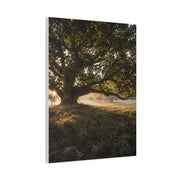 Ancient Oak Golden Dawn Landscape Trees Wall Art & Canvas Print