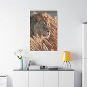 Lion in Golden Grass Calm Watch Wall Art & Canvas Print