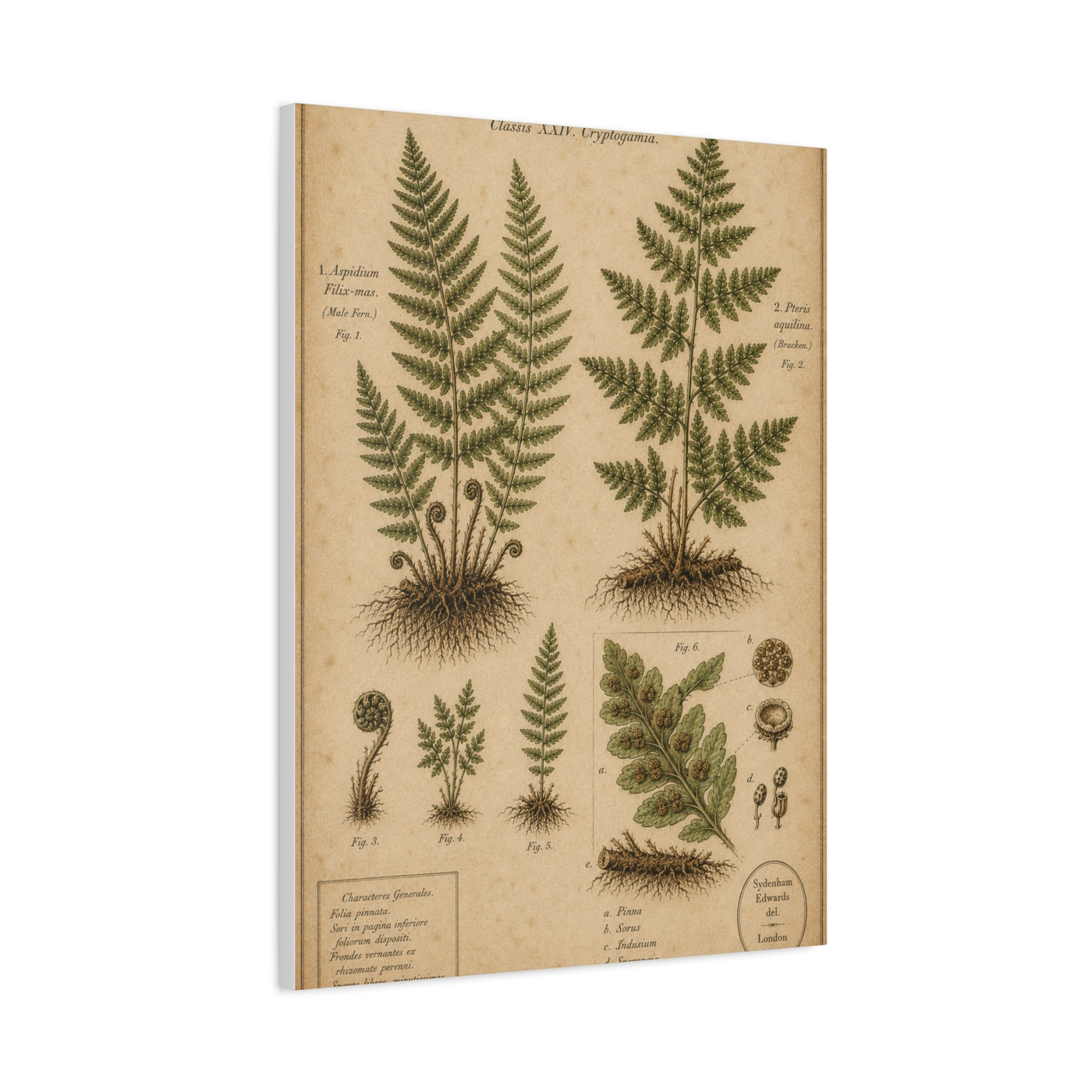 Antique Fern Herbarium Plate Wall Art & Canvas Print