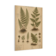 Antique Fern Herbarium Plate Wall Art & Canvas Print