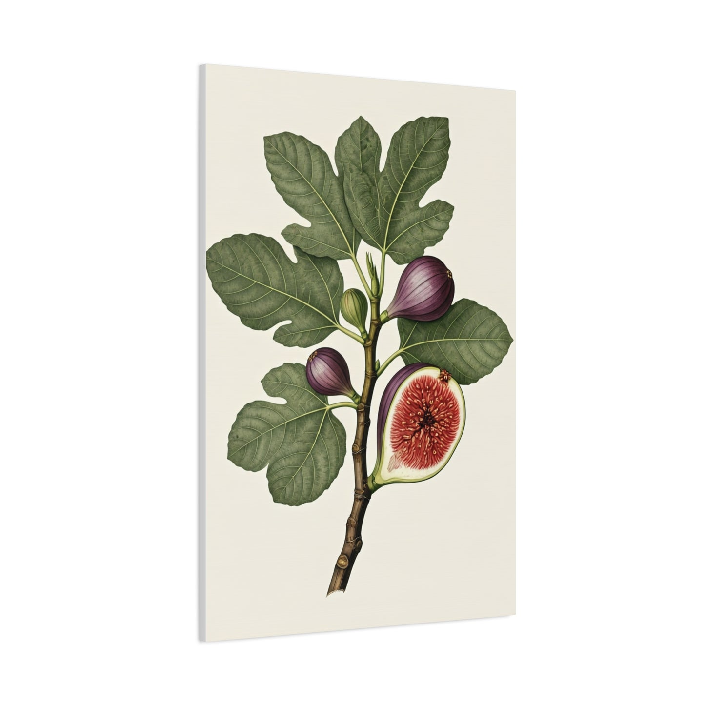 Fig Branch Illustration Wall Art & Canvas Prints