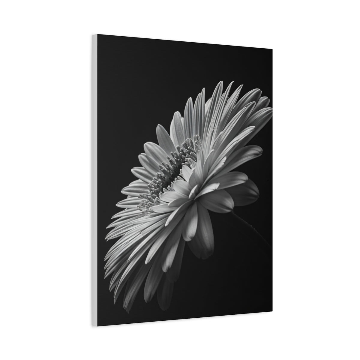 Angled Bloom with Bud Detail Wall Art & Canvas Prints