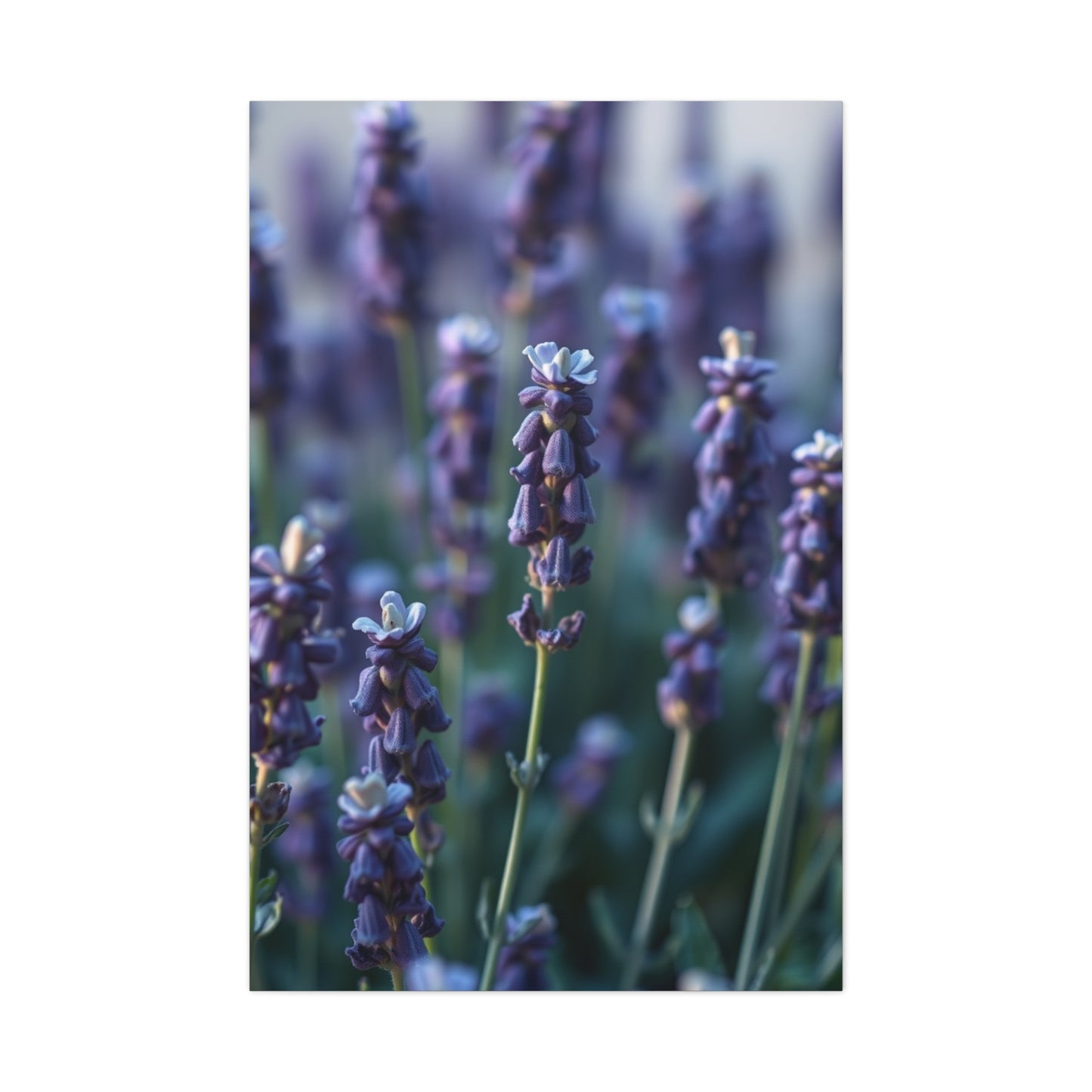 Lavender Herb Art Canvas Art 6 Wall Art & Canvas Print