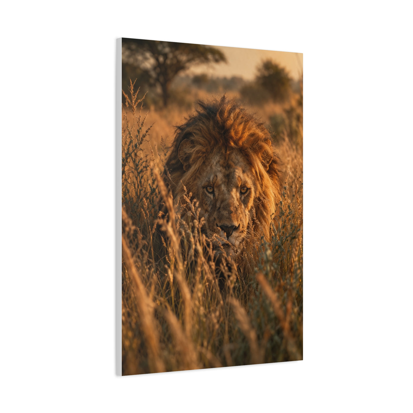 Lion Stalking Through Savannah Grass Wall Art & Canvas Print