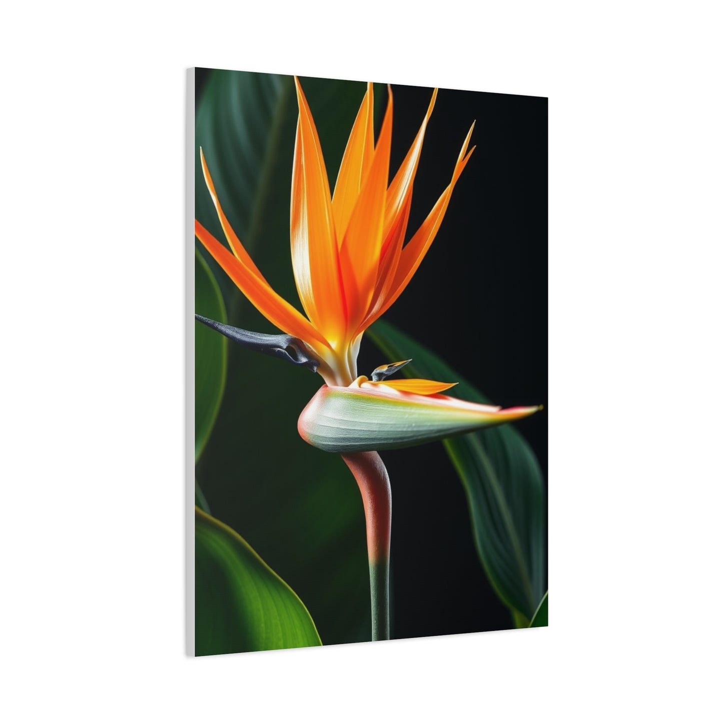 Supreme Bird of Paradise Plant Art Beautiful Collection Wall Art & Canvas Print