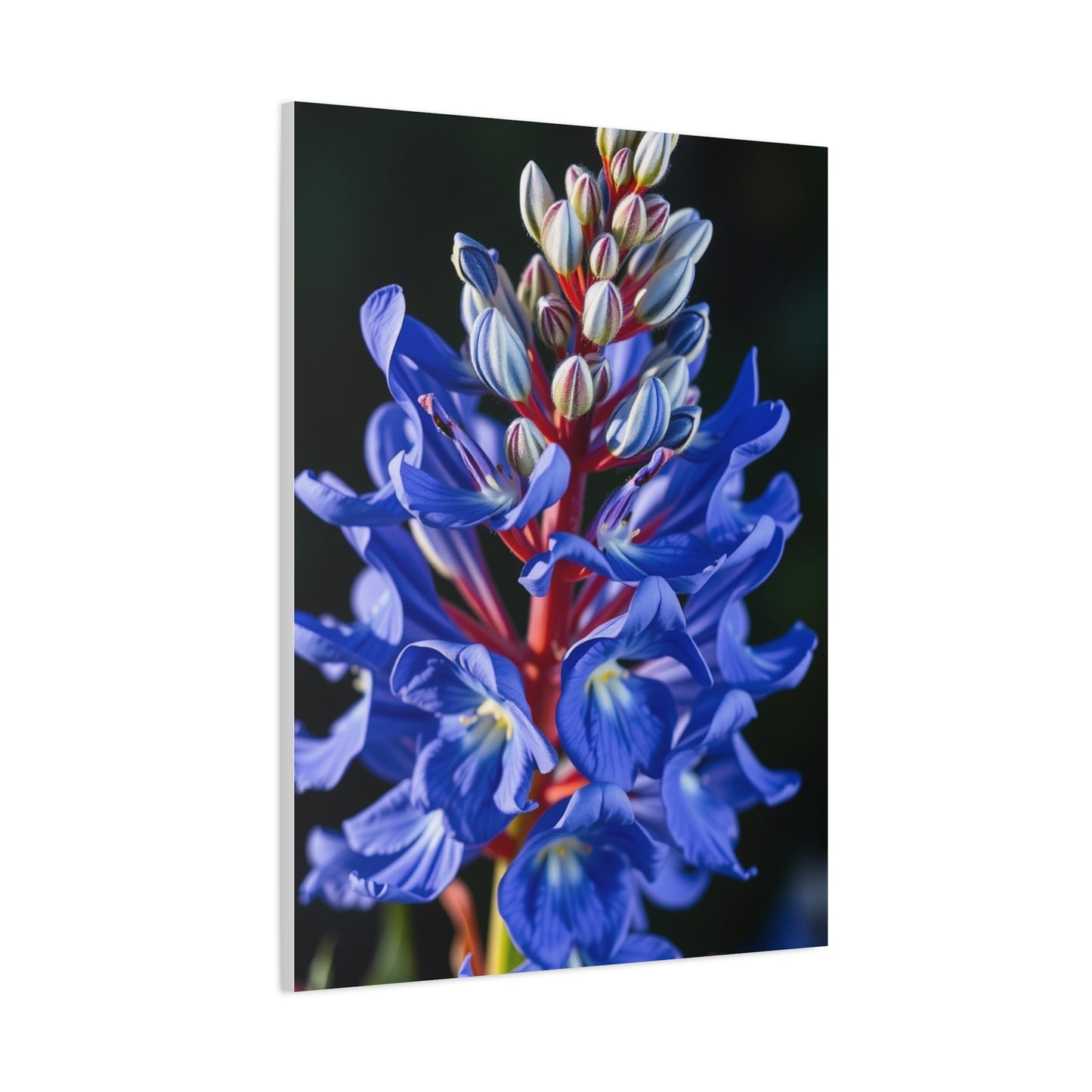 Bluebonnet Flower Art Supreme Gallery Wall Art & Canvas Print