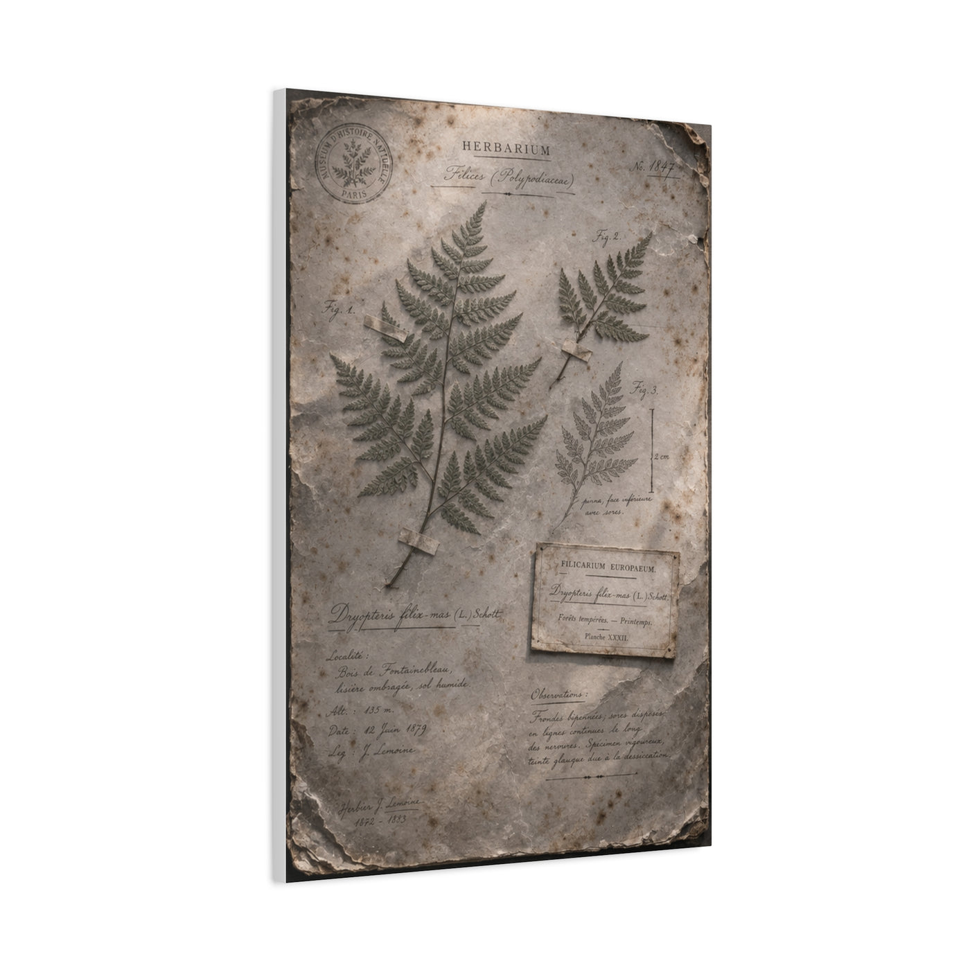 Antique Fern Herbarium Archive Wall Art & Canvas Print