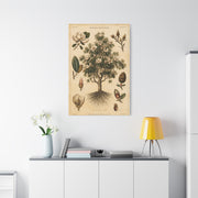 Vintage Magnolia Botanical Study Trees Wall Art & Canvas Print