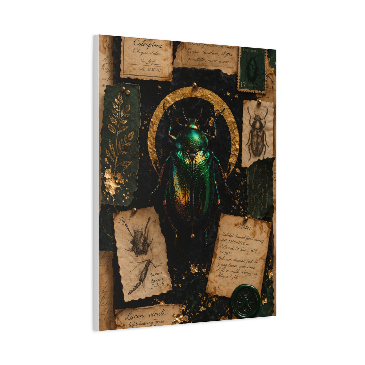 Cabinet of Curiosities Insect Study Wall Art & Canvas Print