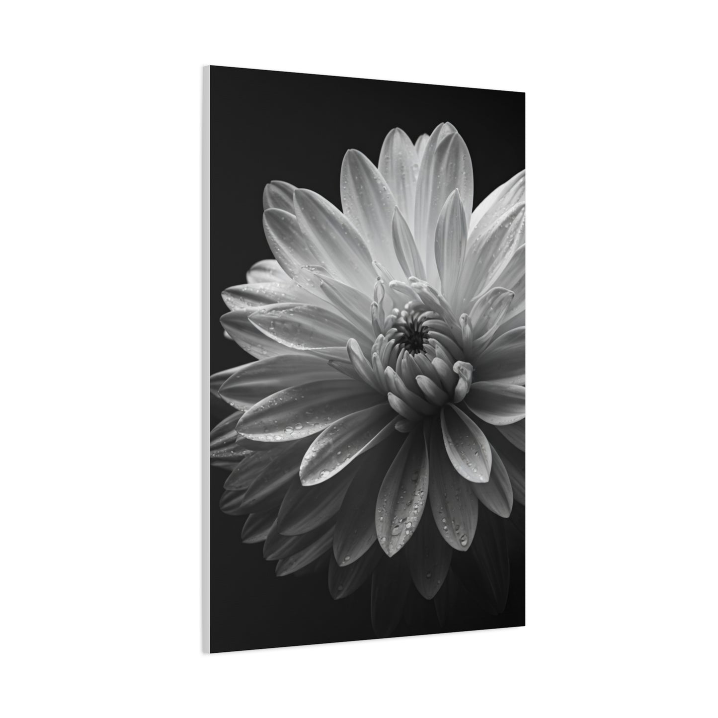 Chrysanthemum in Timeless Shadow Wall Art & Canvas Prints
