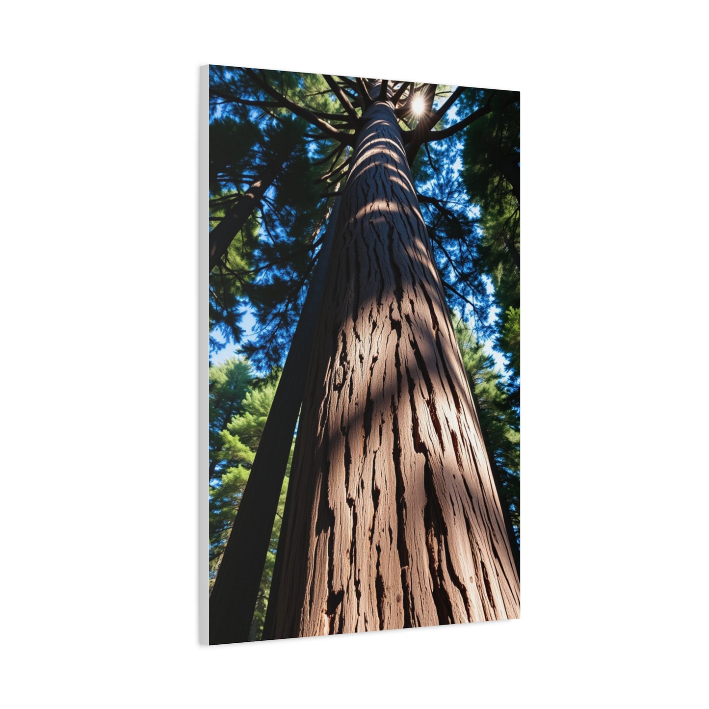 Redwood Tree Art Supreme Canvas Wall Art & Canvas Print