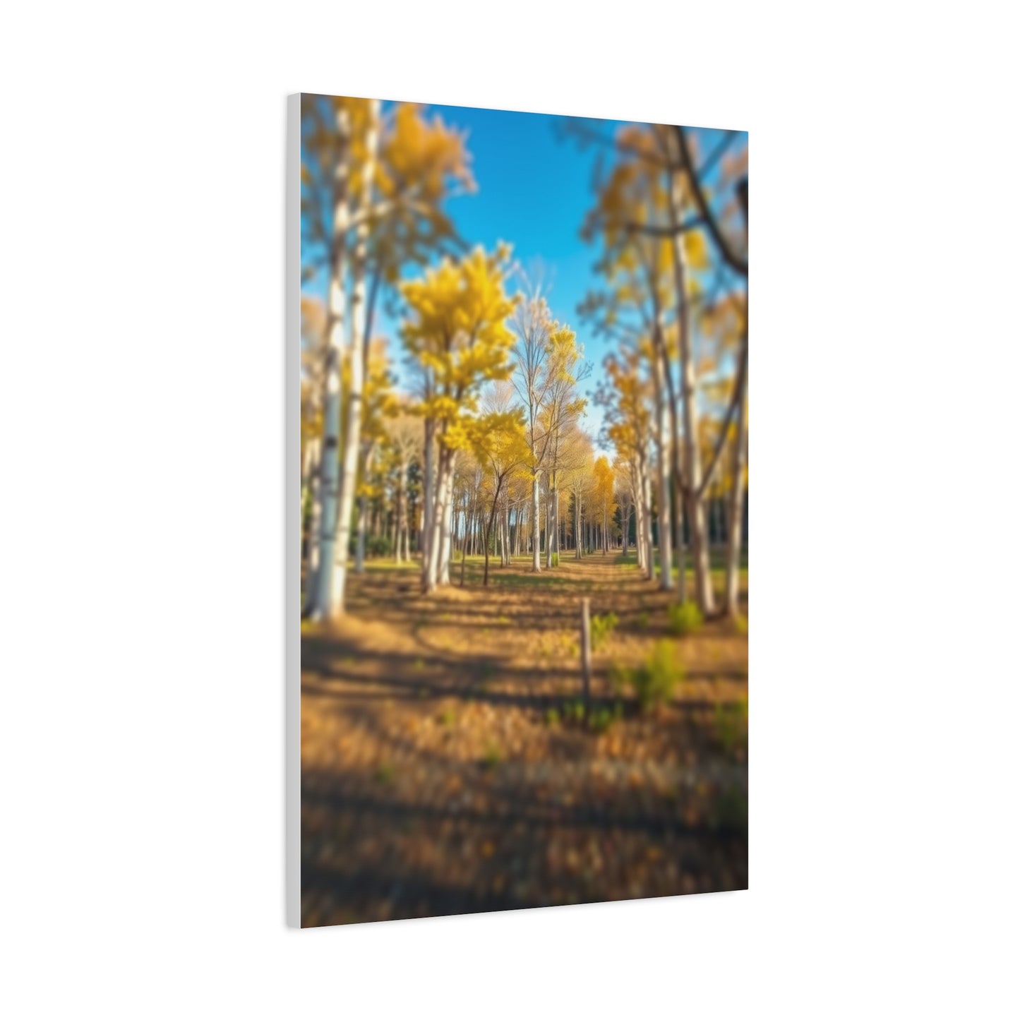 Aspen Tree Art Supreme Canvas  Wall Art & Canvas Print