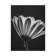 Classic Gerbera Bloom in Shadow Wall Art & Canvas Prints